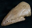 Awesome Pachycephalosaurus Claw - South Dakota #7532-5